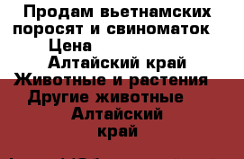 Продам вьетнамских поросят и свиноматок › Цена ­ 2000-15000 - Алтайский край Животные и растения » Другие животные   . Алтайский край